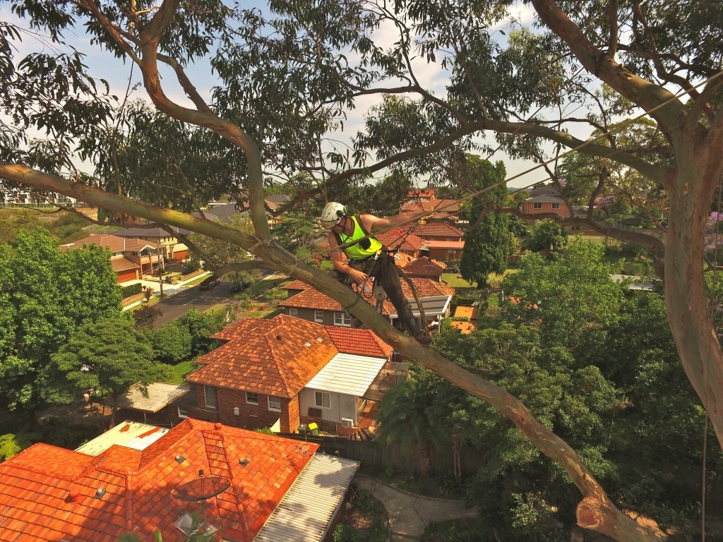 dangerous trees needing to be removed in wagga