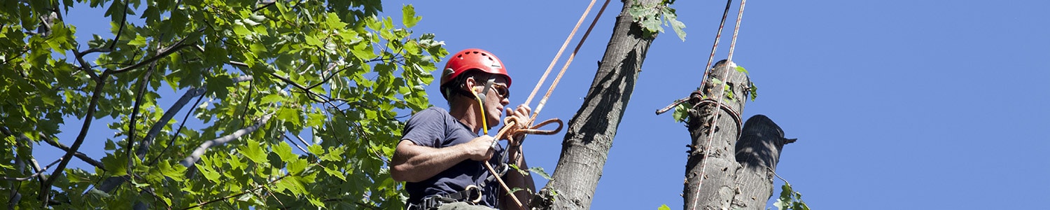 tree removal wagga
