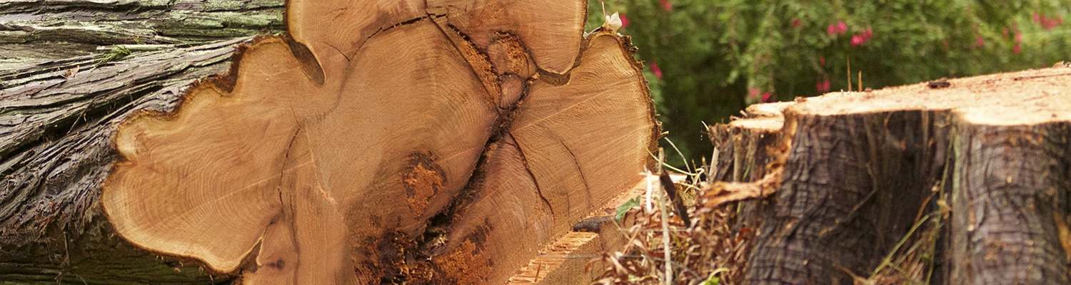 tree pruning and cutting in wagga wagga