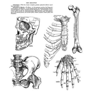Tim Holtz Cling Stamps 7in X 8.5in - Anatomy Chart