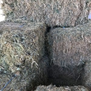 Clover Hay