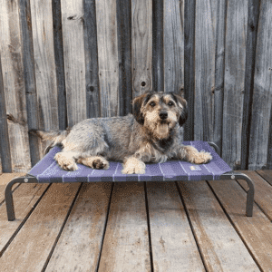 Kazoo Classic Dog Beds