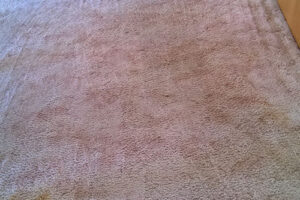 wagga-all-clean-WP_20150119_002