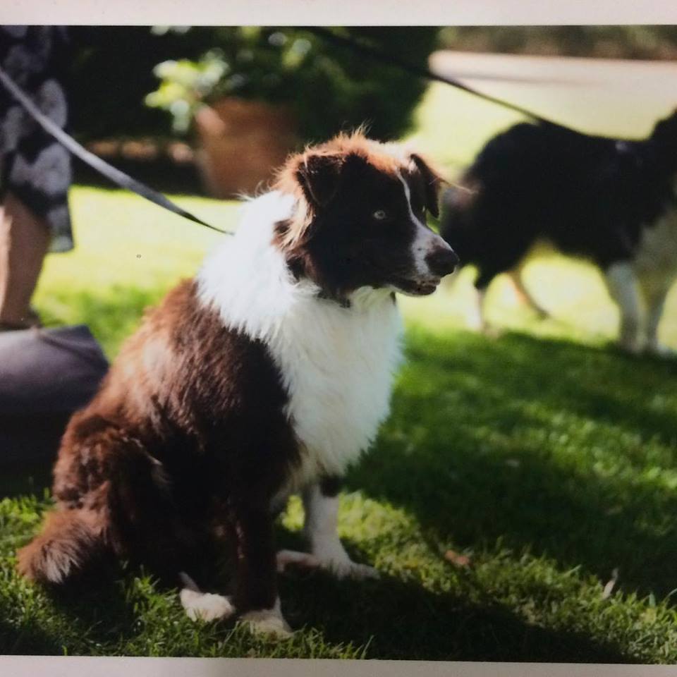 Border Collie on lead