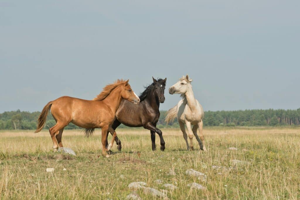 Horses grazing on farm