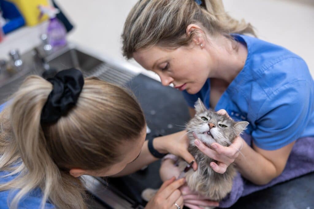 Veterinarian examining small cat patient at Wagga Vet