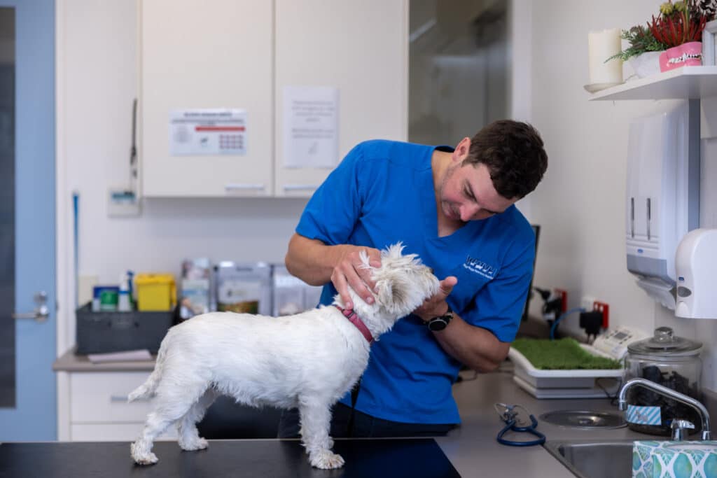 Veterinarian performing dog examination at Wagga Vet