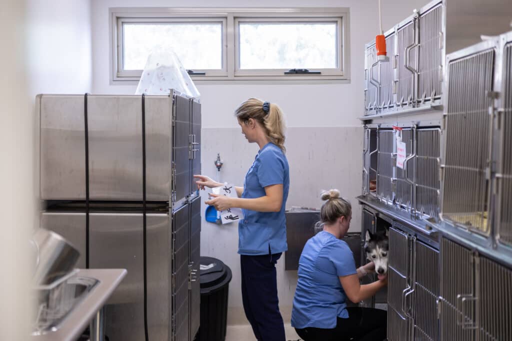 Vet examining white dog in consultation room Wagga Wagga
