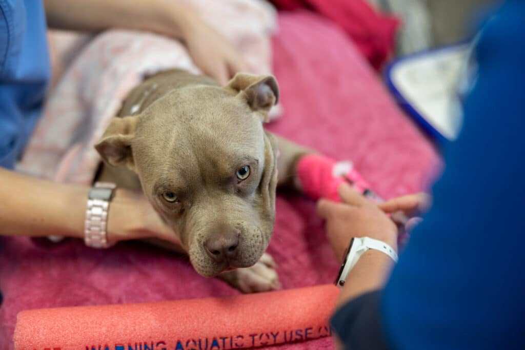 Small dog patient on pink surface at Wagga Wagga vet