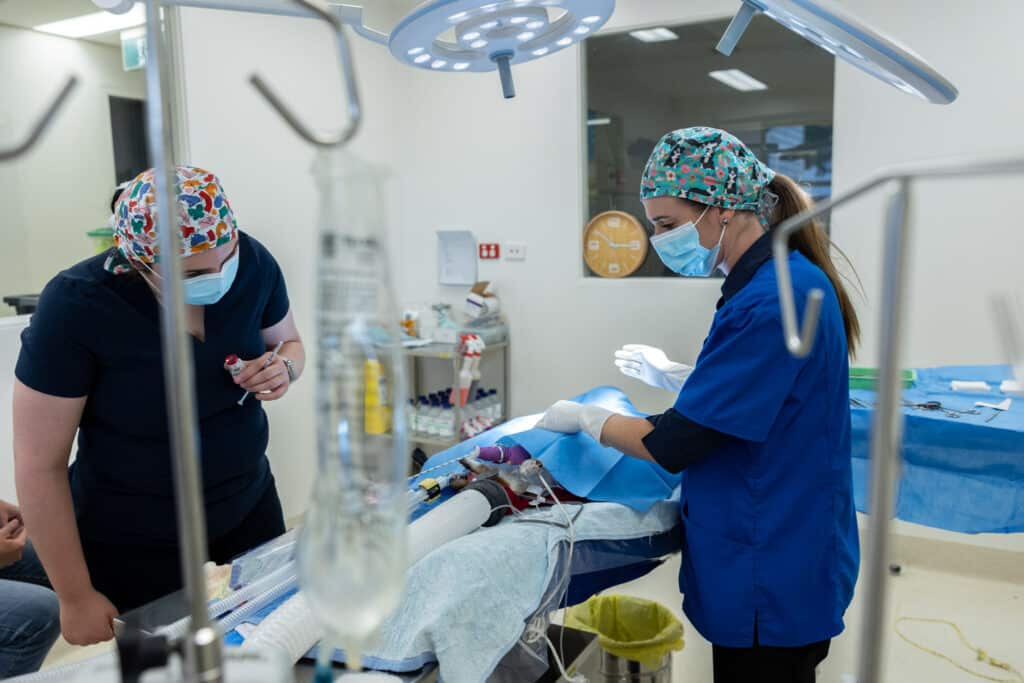 Veterinary consultation with dog at Wagga Wagga hospital