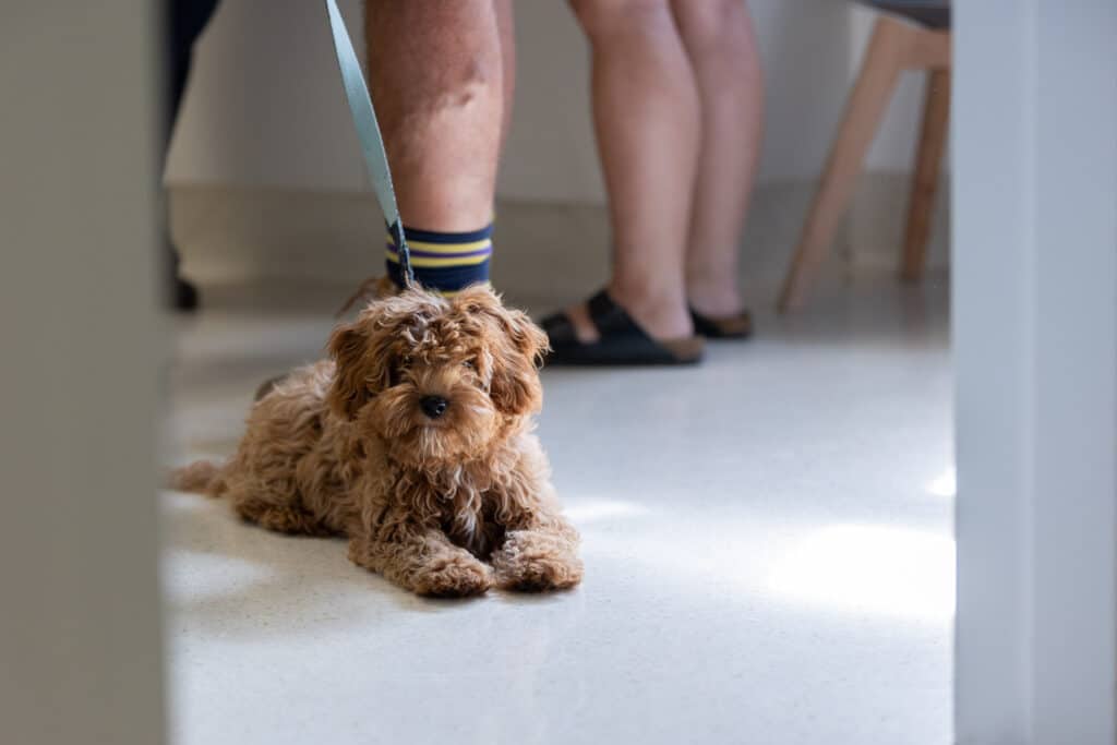Small dog patient receiving care at Wagga Wagga clinic