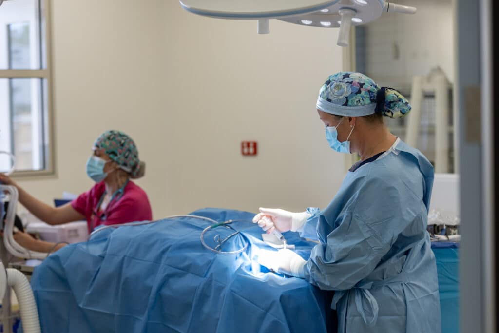 Veterinary surgeons performing operation at Wagga Vet theatre
