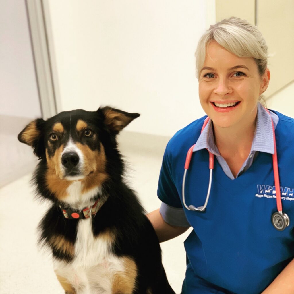 Veterinarian with mixed breed dog patient at Wagga Vet
