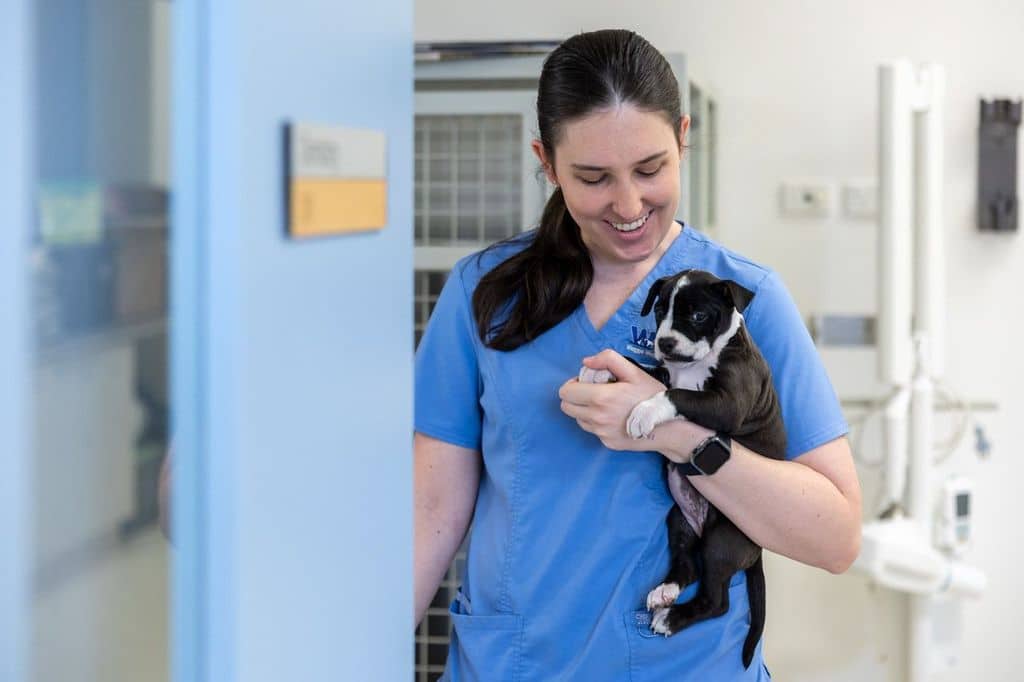 Female veterinarian portrait at Wagga Wagga animal hospital