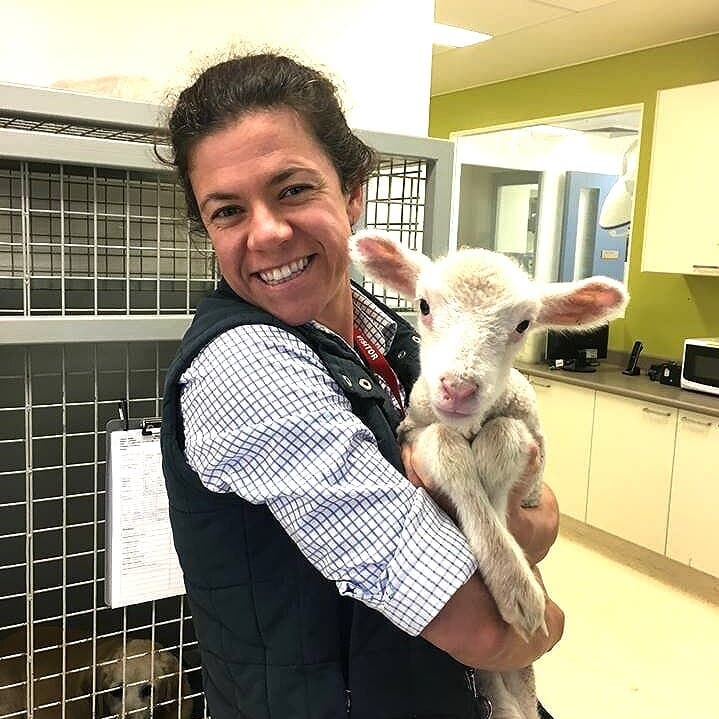 Female veterinarian holding sheep in clinic Wagga Wagga