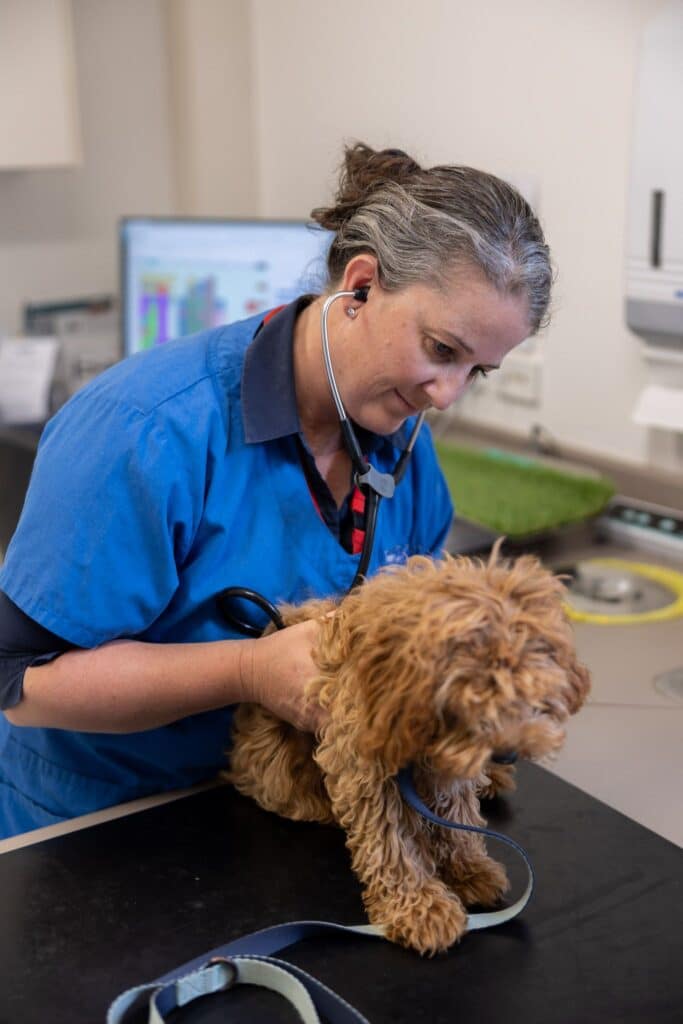 Female vet examining small fluffy dog in Wagga Wagga