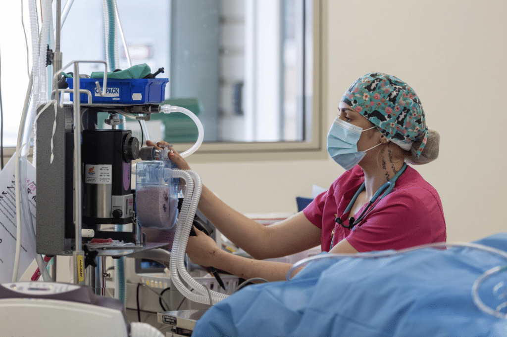Vet administering medication