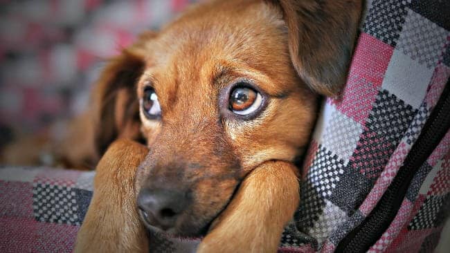 Blue-eyed puppy patient at Wagga Wagga vet