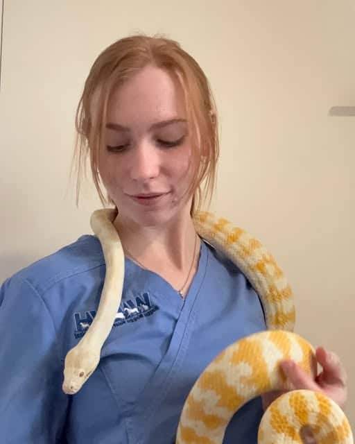 Female vet nurse holding yellow snake at Wagga Vet