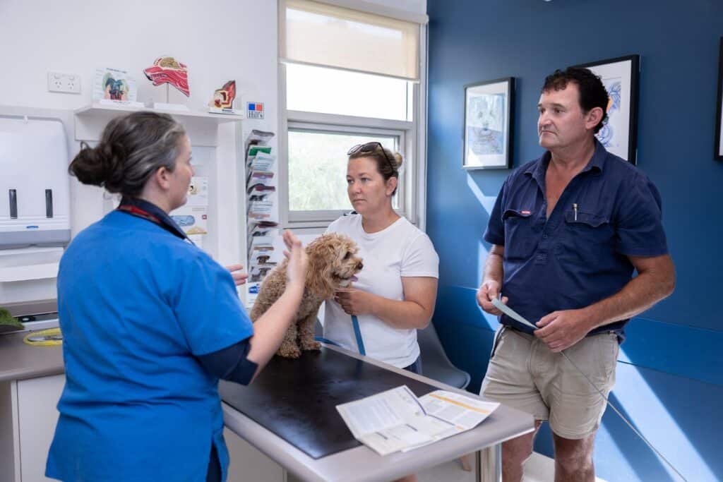 Veterinarian discussing patient care at Wagga Wagga animal hospital