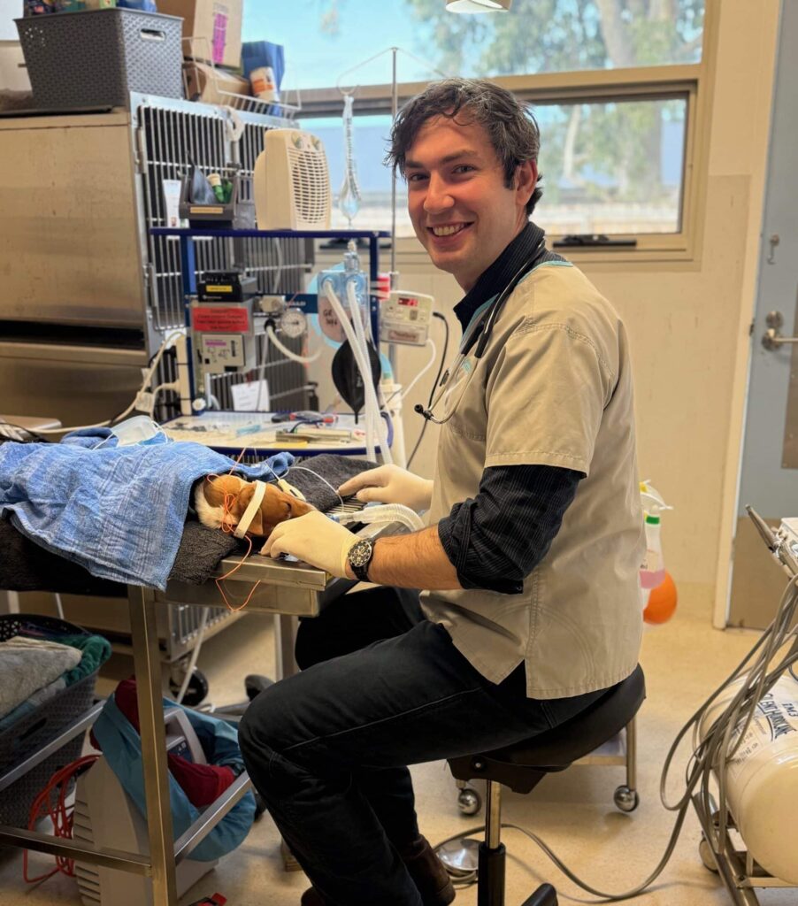 Vet examining black cat on examination table in Wagga Wagga