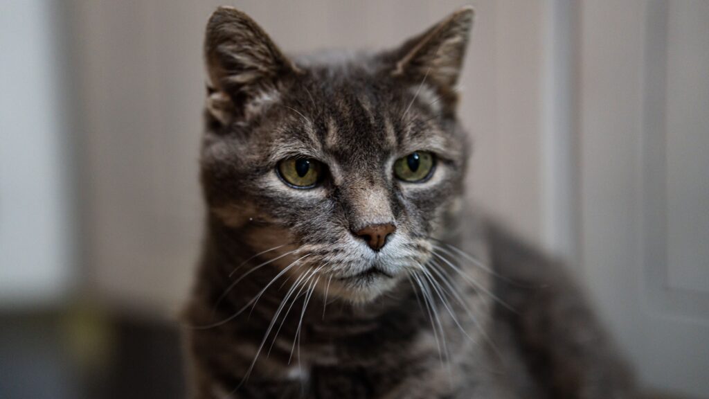 Old grey cat with green eyes